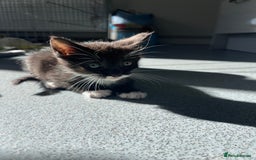 Mixed Breed cats for sale: Mainecoon/Bengal X kittens - Image 10