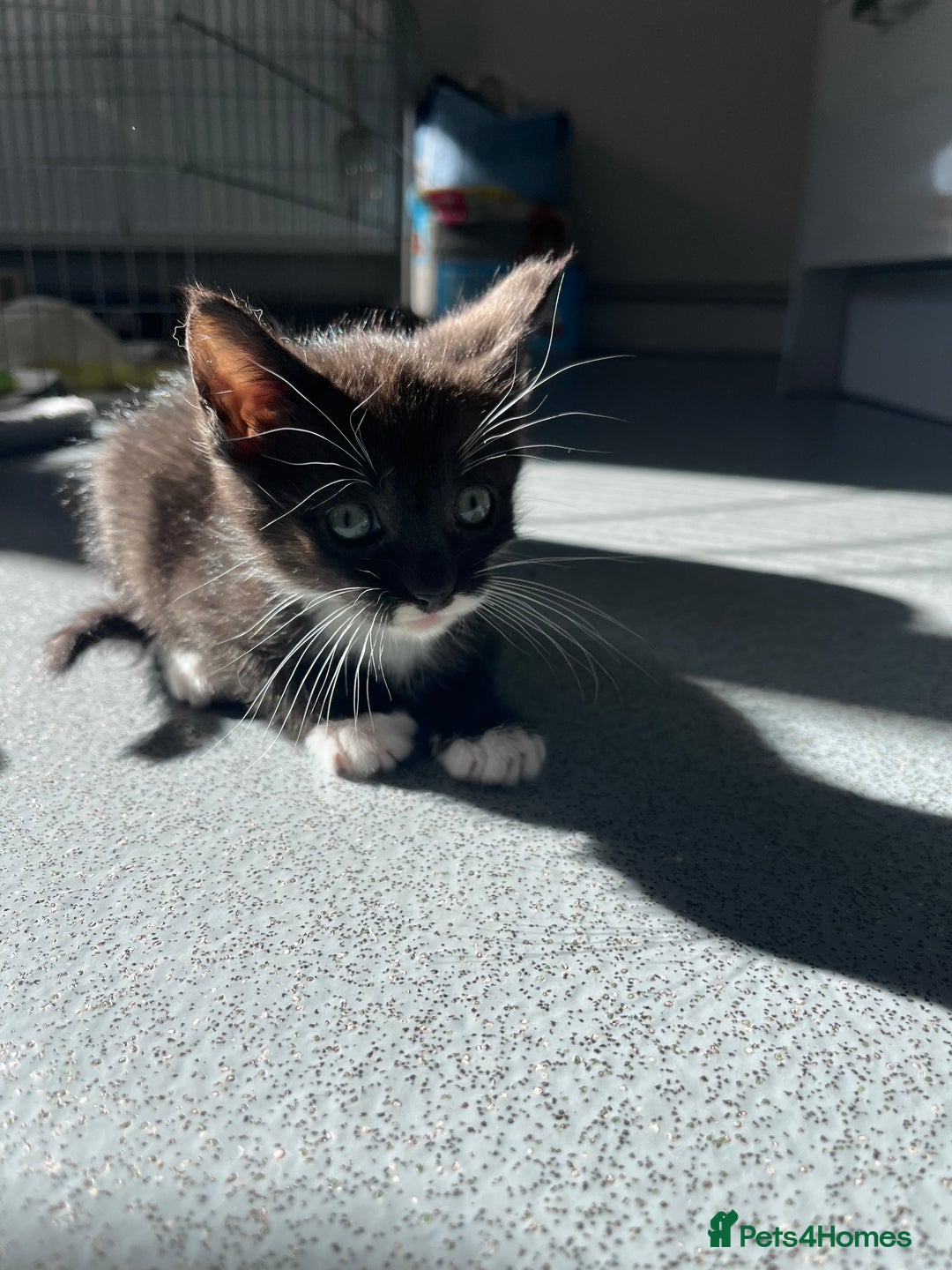 Mixed Breed cats for sale: Mainecoon/Bengal X kittens - Image 10