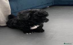 Shihpoo dogs for sale: Beautiful Shihpoo puppies  - Image 4