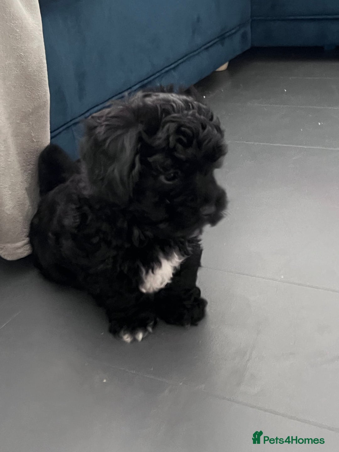 Shihpoo dogs for sale: Beautiful Shihpoo puppies  - Image 4