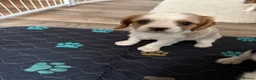 Cavalier King Charles Spaniel dogs for sale: DNA Tested Cavalier King Charles Puppies - Advert 7