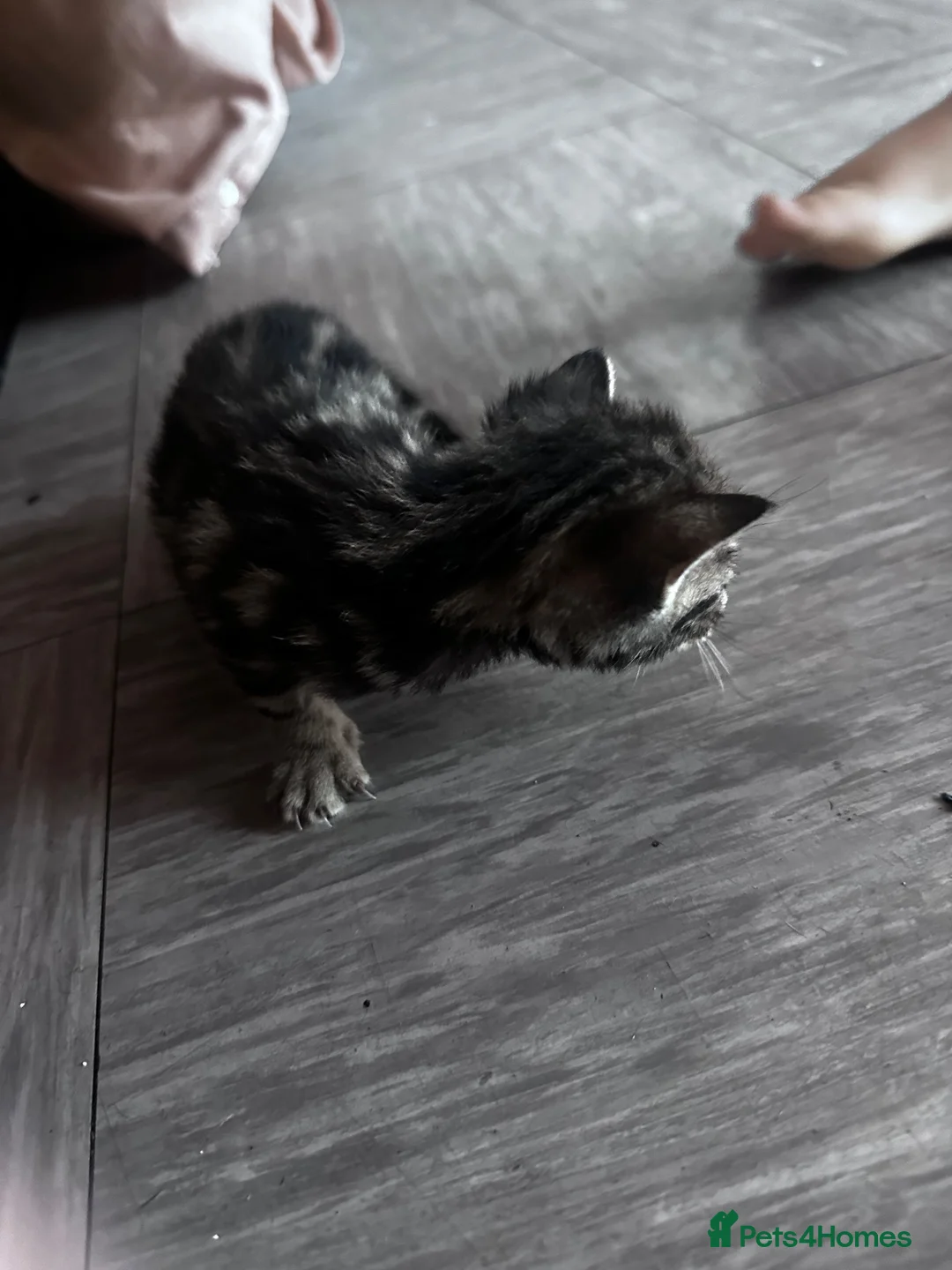 Bengal cats for sale: Bengal kittens for sale  - Advert 2