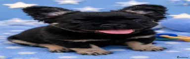 Black & Tan fluffy male