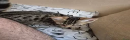 Mixed Breed cats for sale: Cute tabby kitten - Advert 17