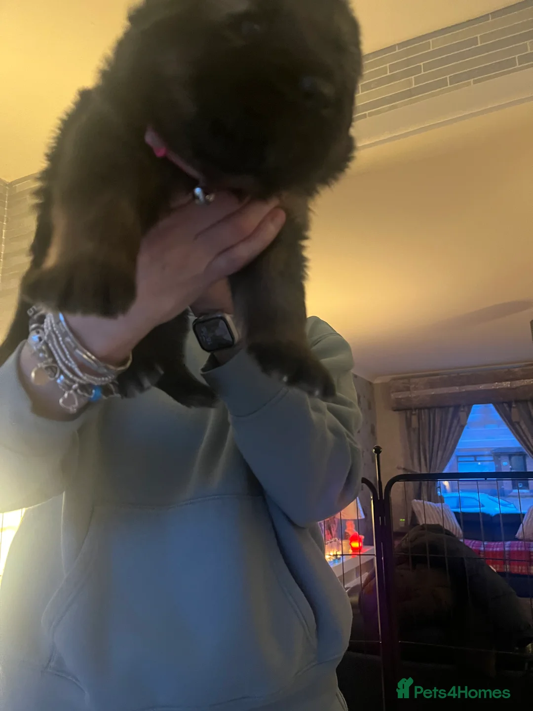 German Shepherd dogs for sale: Puppies for sale  in Glasgow - Advert 2