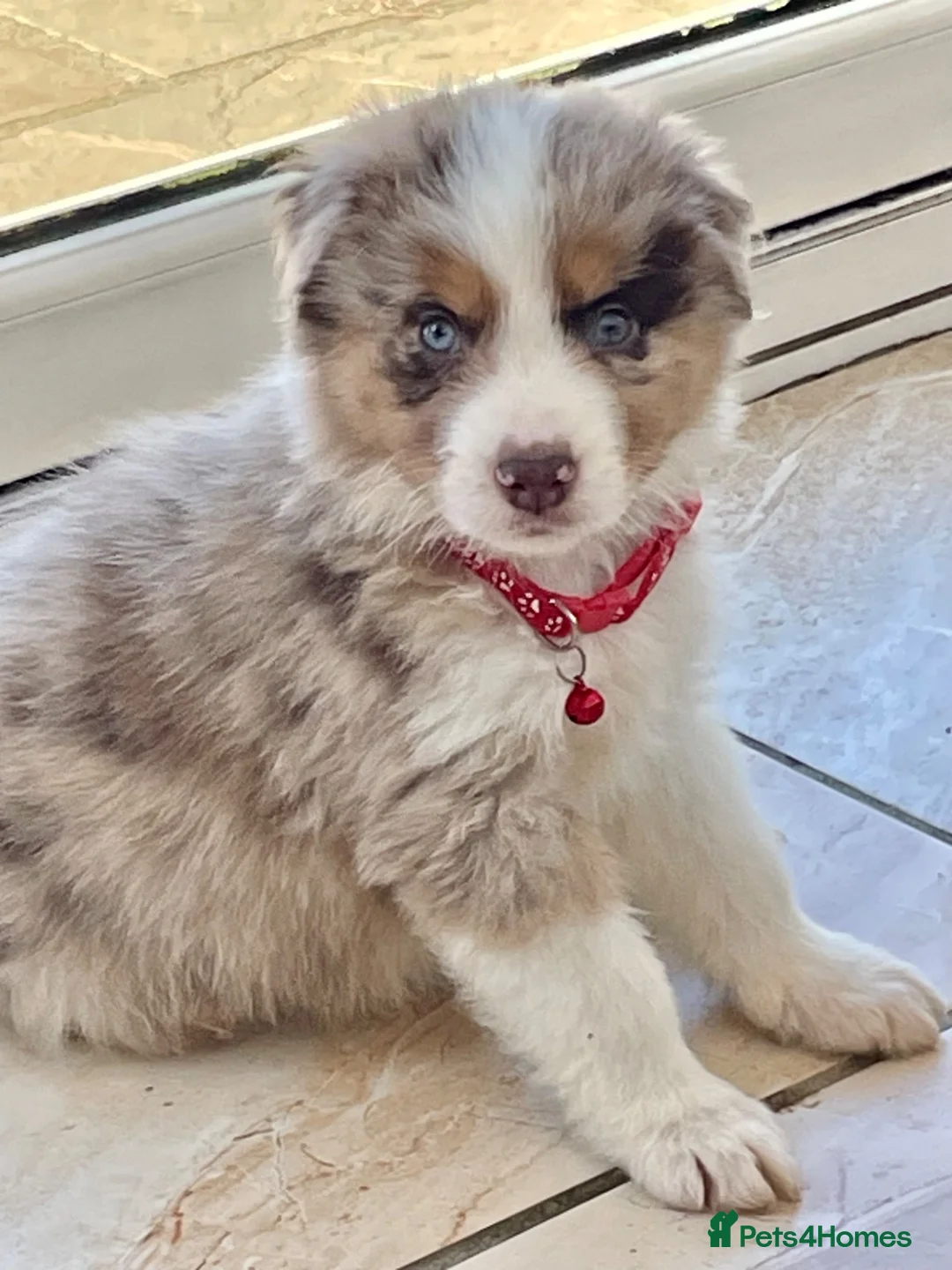 Australian Shepherd dogs for sale: Boys and girls available  - Advert 1