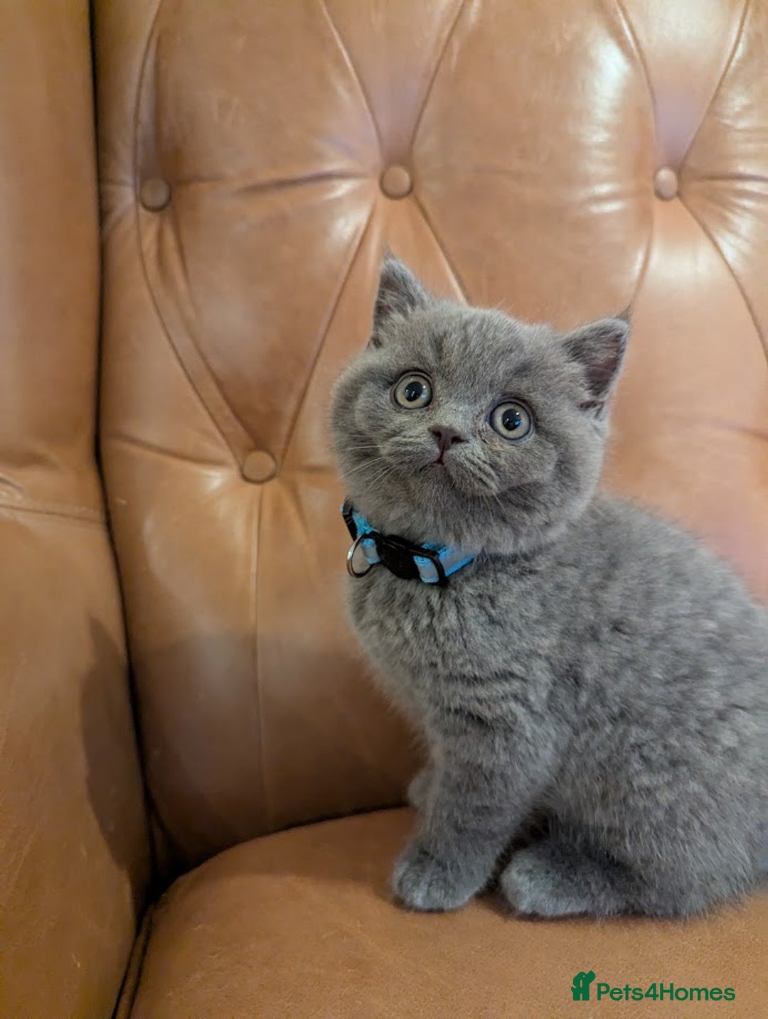 British Shorthair cats for sale: British Shorthair kittens - Advert 14