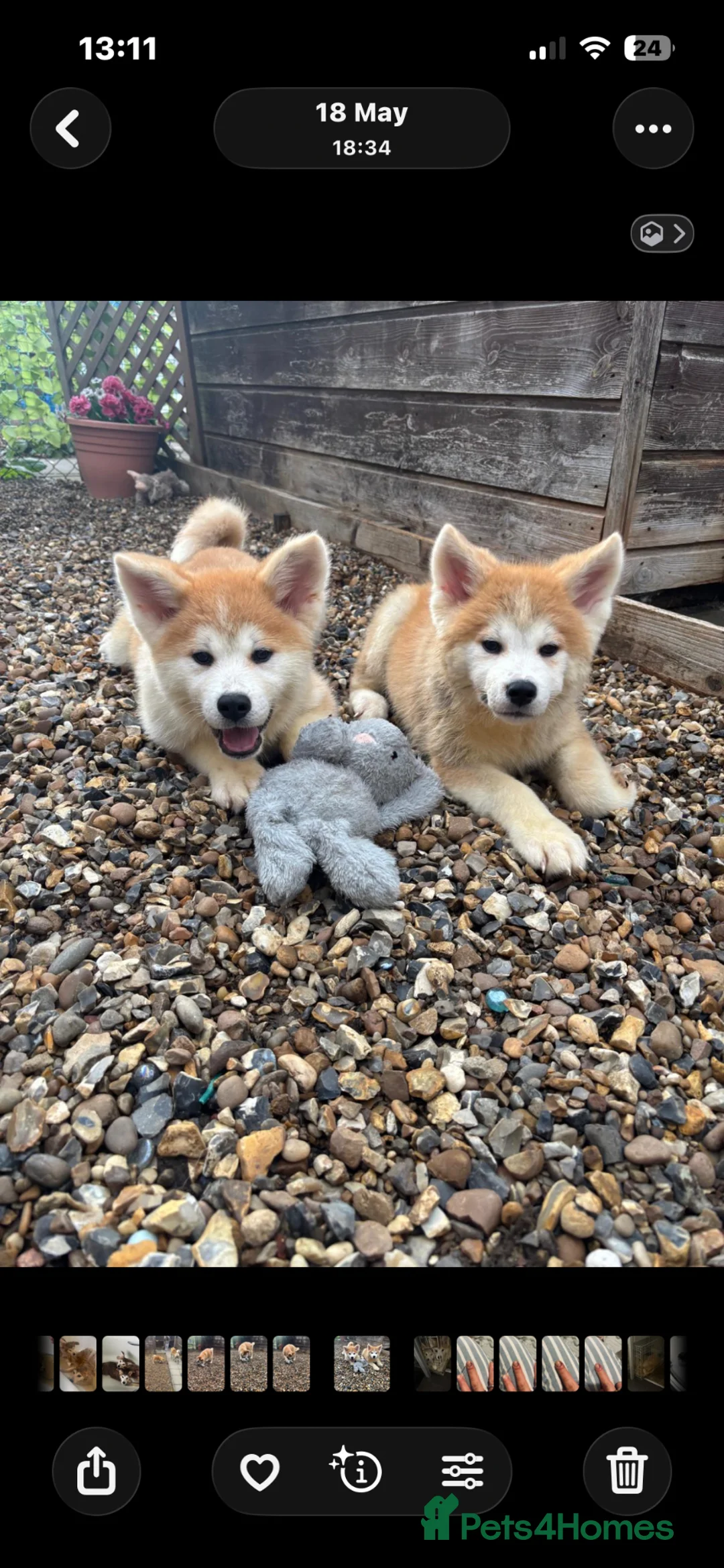 Japanese Akita Inu dogs for sale: Stunning Male puppies  in Bury Saint Edmunds - Advert 1