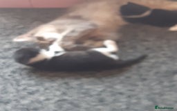 British Longhair cats for sale: 11 week old boy kitten  - Image 5