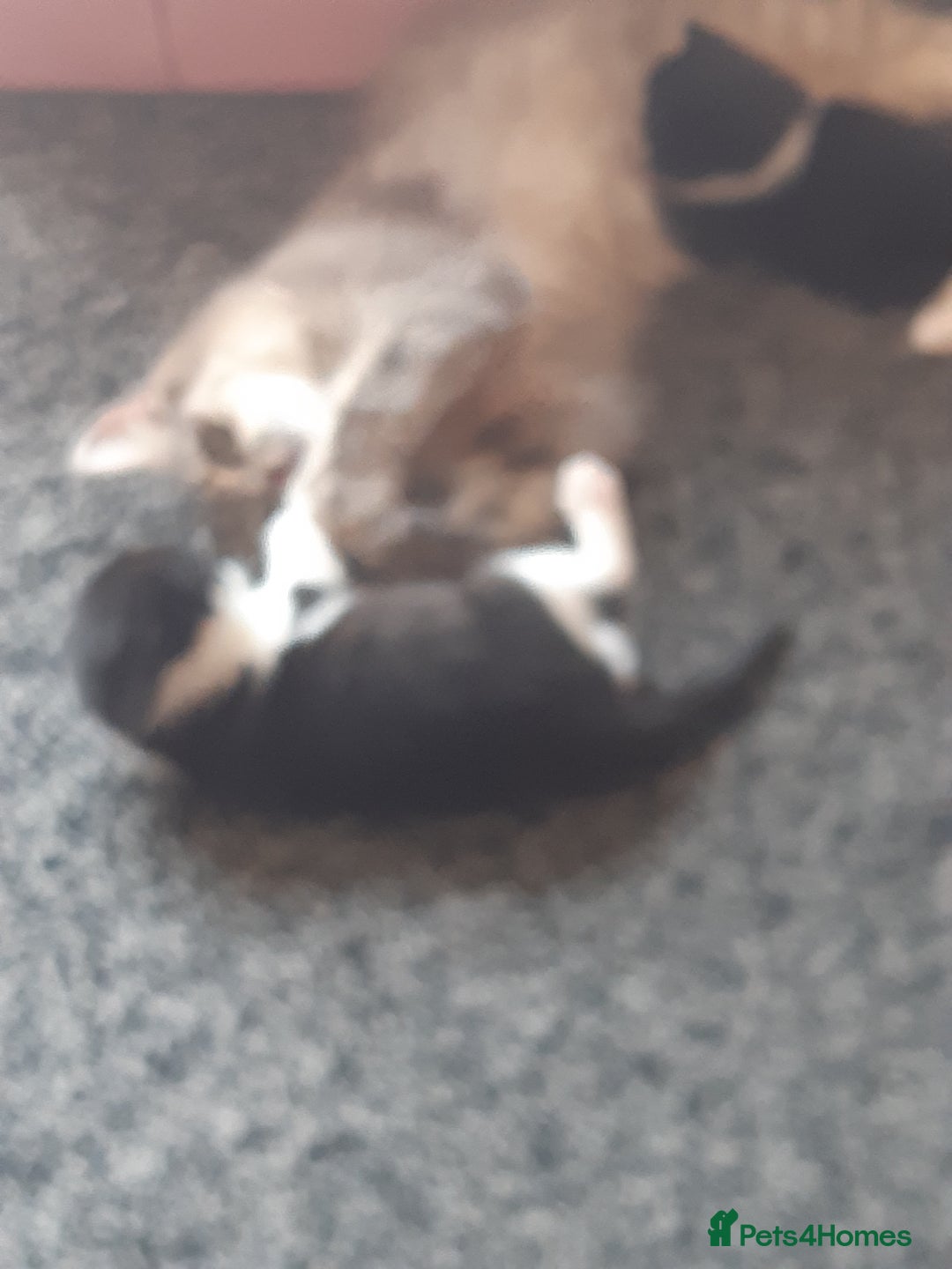 British Longhair cats for sale: 11 week old boy kitten  - Image 5