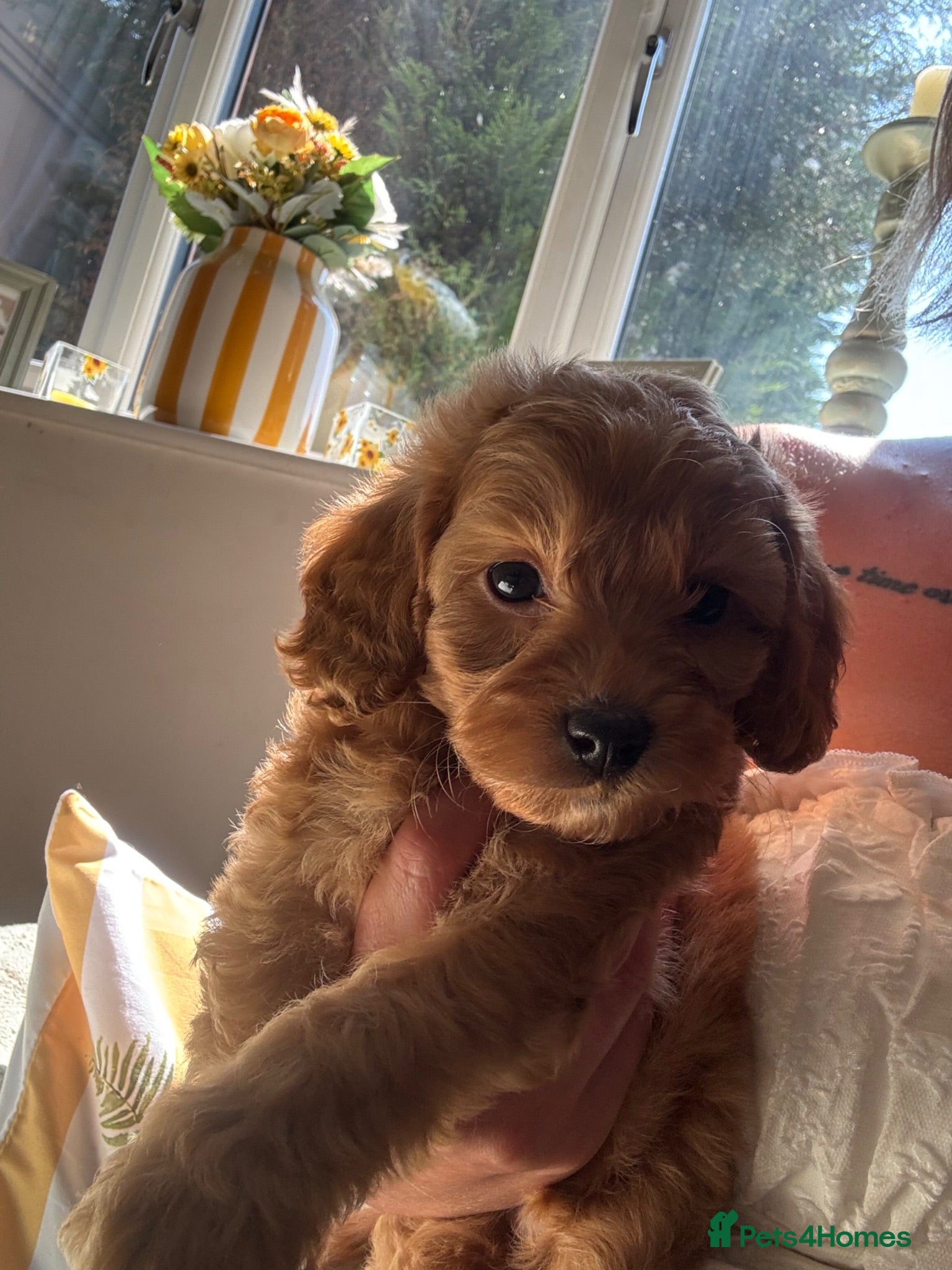 Cockapoo dogs Stunning home reared F1B cockapoos - Advert 6