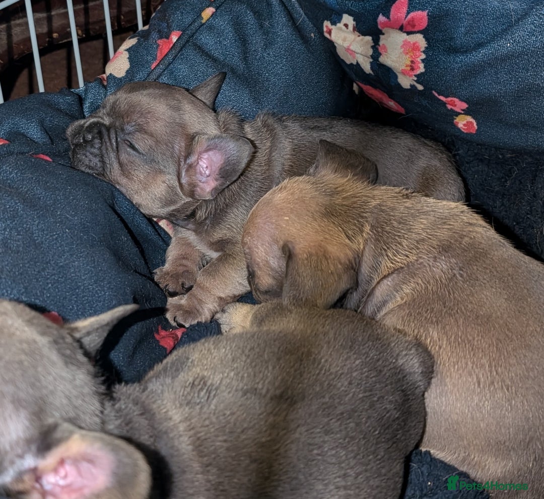 French Bulldog dogs for sale: Reduced! French bulldog male puppy  - Image 14