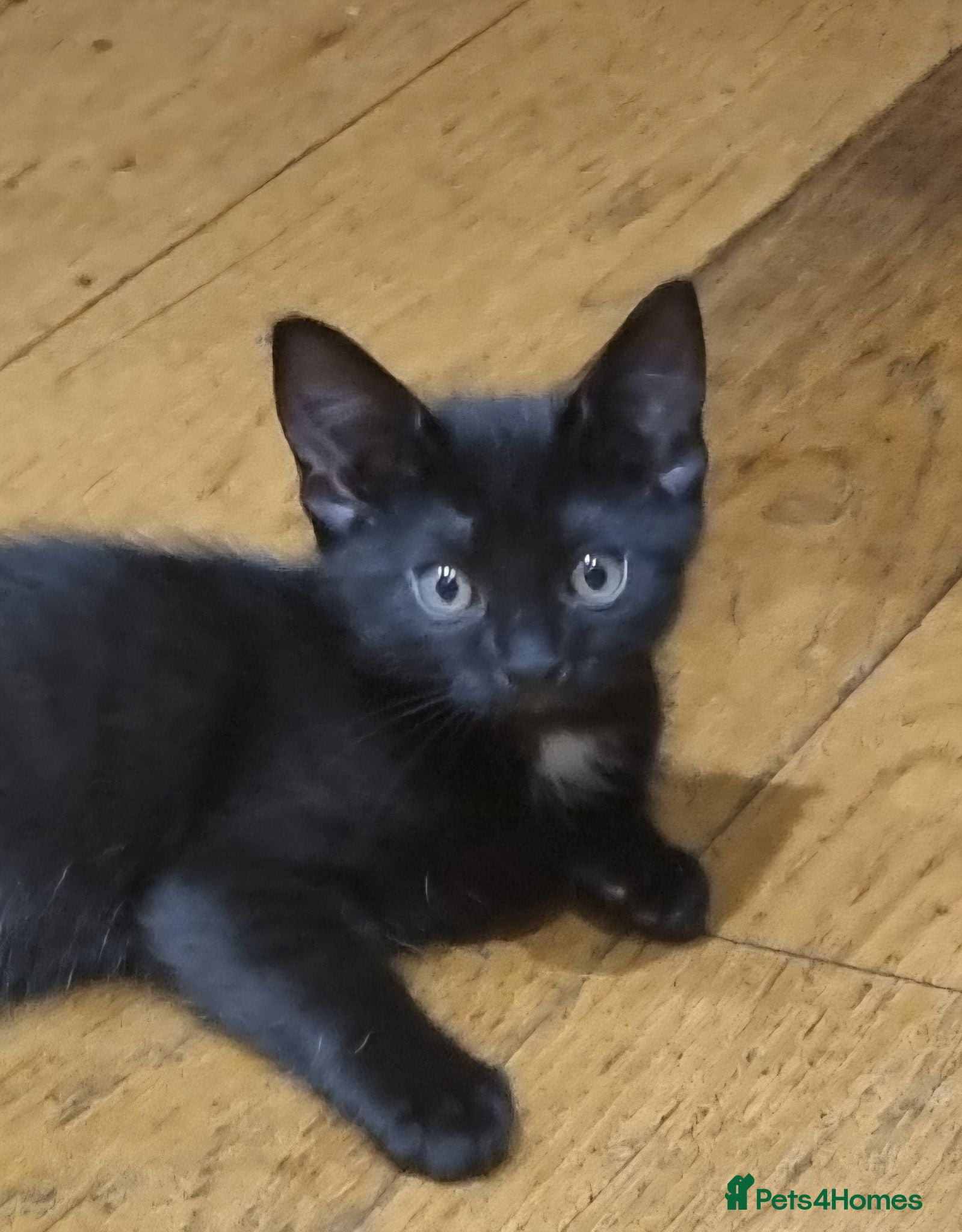 Mixed Breed cats 1 Little Girl for Sale - Advert 1