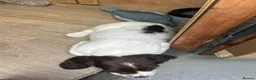English Springer Spaniel dogs for sale: Working ESS in ELY - Advert 7