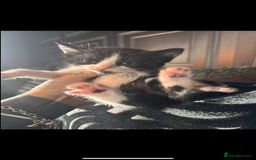 British Shorthair cats for sale: ****3 BABIES LEFT**** - Image 4