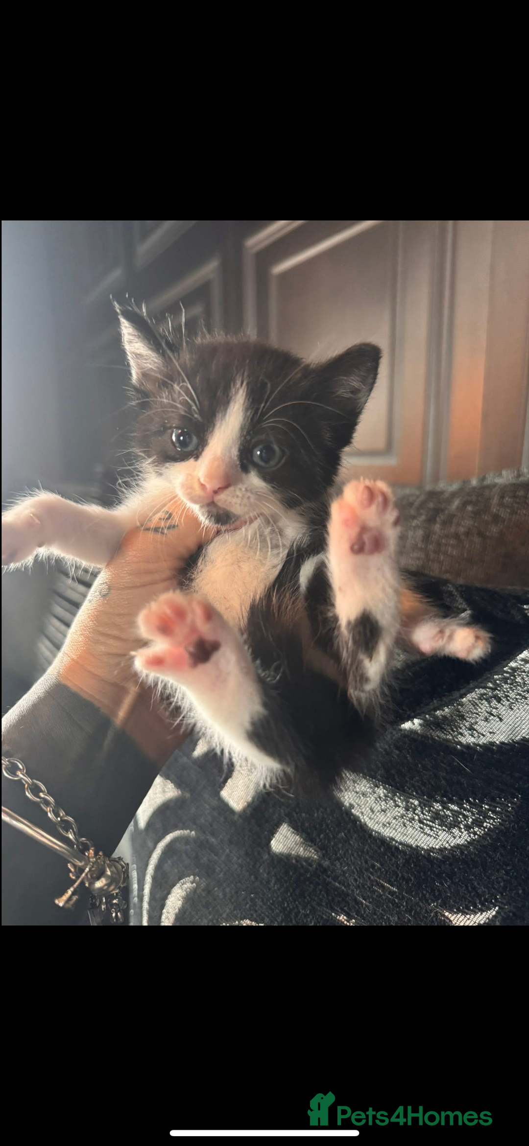 British Shorthair cats for sale: ****3 BABIES LEFT**** - Image 4