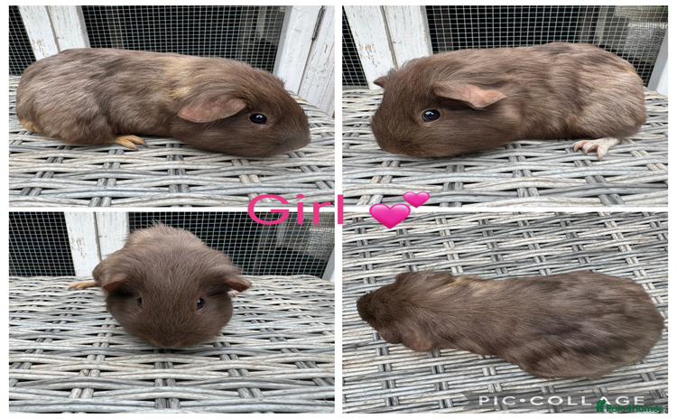 Guinea Pig rodents - Advert 10