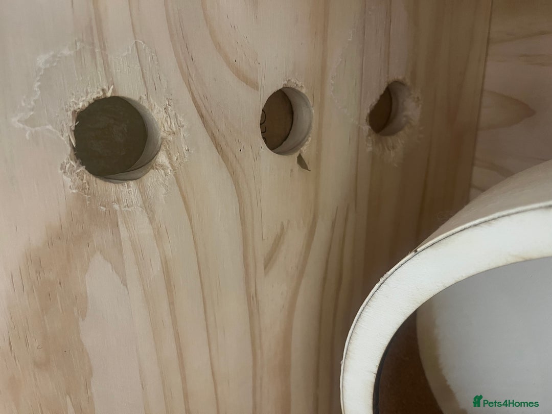 Hamster rodents for sale: Enclosure for sale  - Advert 5