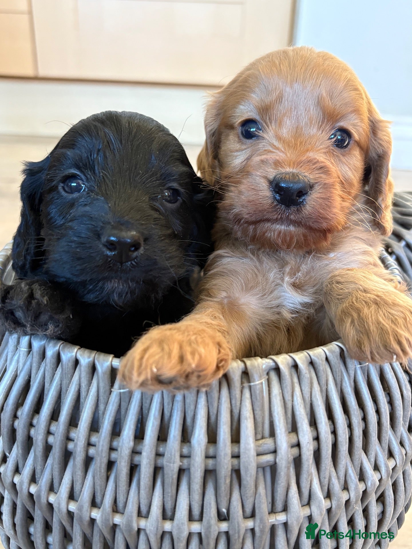 Cockapoo dogs Cockapoo Puppies   Gorgeous! - Advert 3