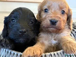 Cockapoo dogs Cockapoo Puppies Gorgeous! - Advert 3