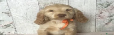 Cocker Spaniel 3