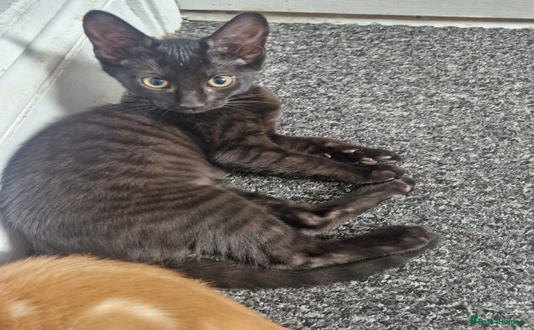 Mixed Breed cats - Advert 13