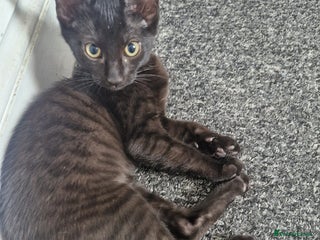 Mixed Breed cats - Advert 26