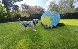 Cockapoo dogs for sale: Beautiful Cockapoo Puppies - Image 13