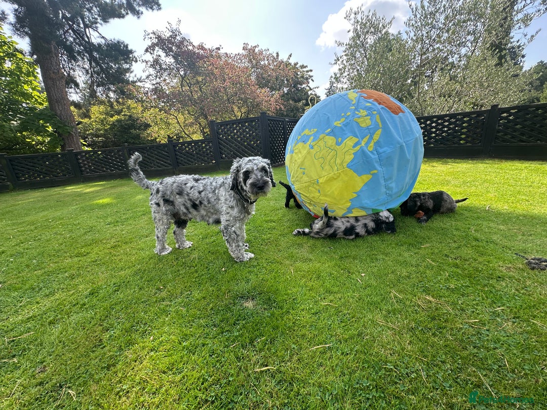 Cockapoo dogs for sale: Beautiful Cockapoo Puppies - Image 13