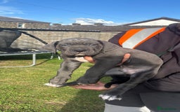 Cane Corso dogs for sale: Cane corso puppies looking for their forever homes - Image 18