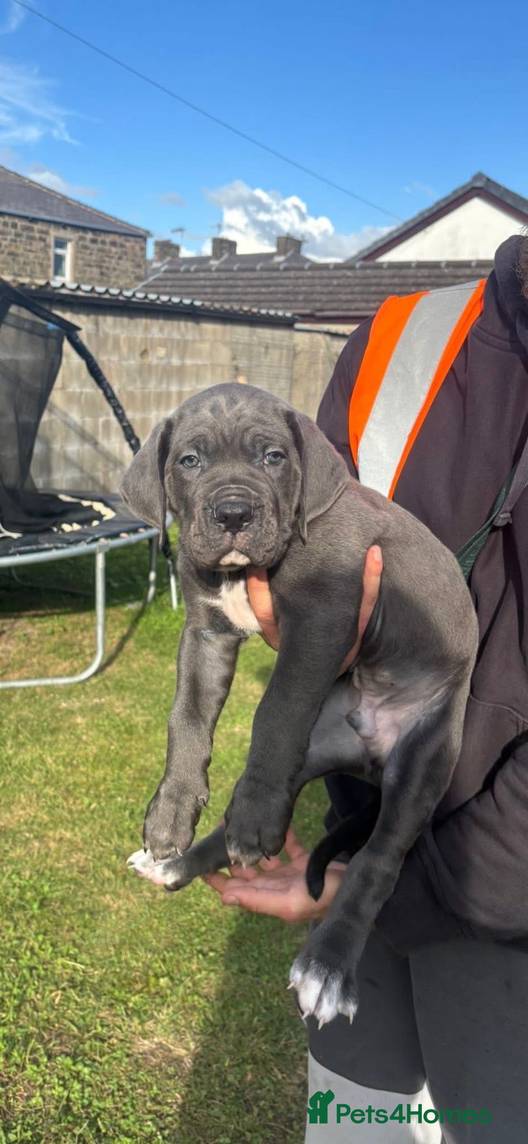 Cane Corso dogs for sale: Cane corso puppies looking for their forever homes - Image 18