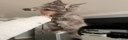 Maine Coon cats for sale: pure MAINE COONS - Advert 9