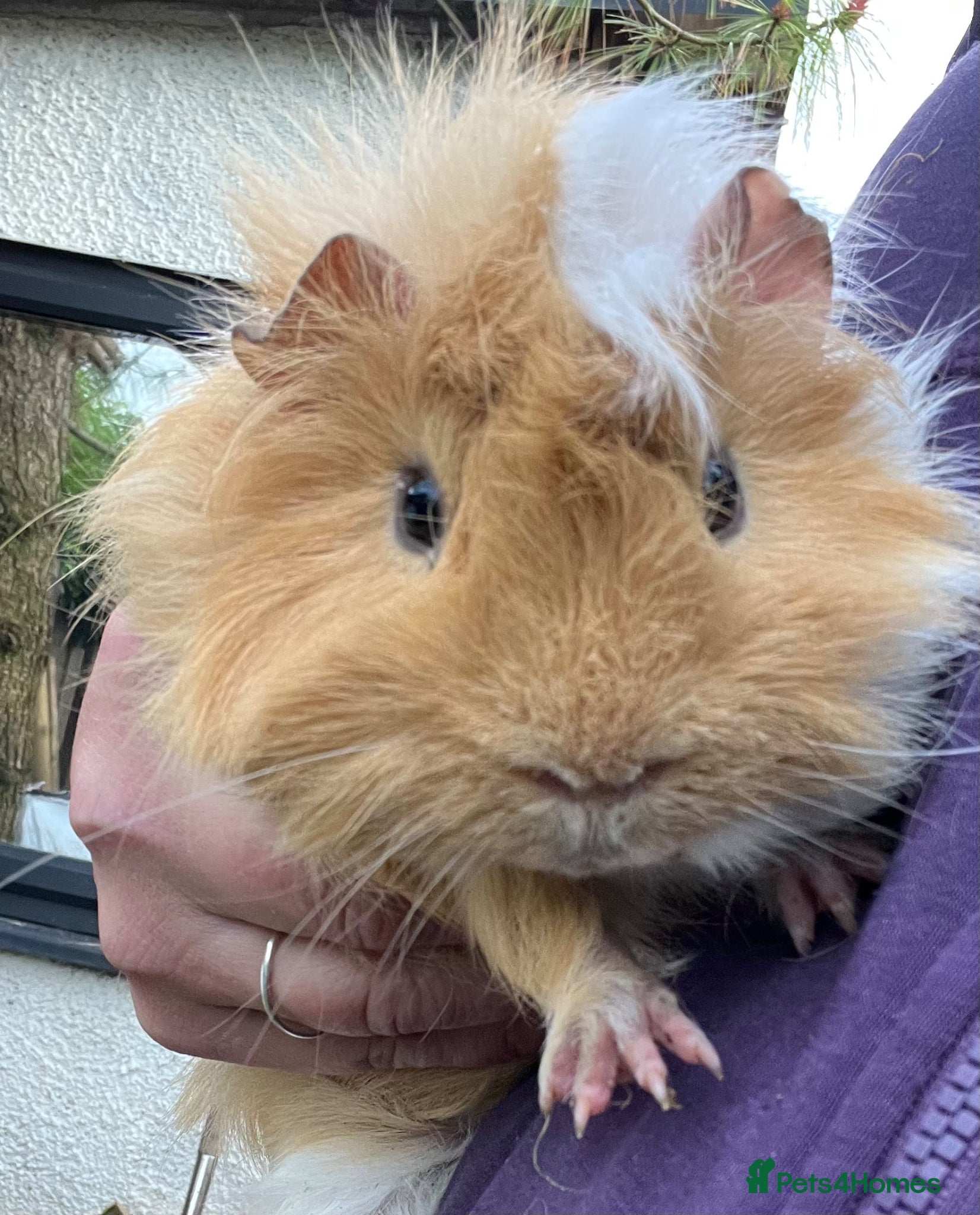 Guinea Pig rodents Guinea pigs for sale  - Advert 1