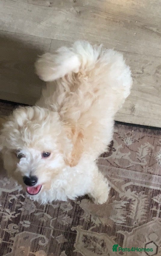 Poochon dogs Ready now,Beautiful poochon puppies - Advert 4