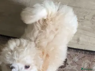 Poochon dogs Ready now,Beautiful poochon puppies - Advert 4
