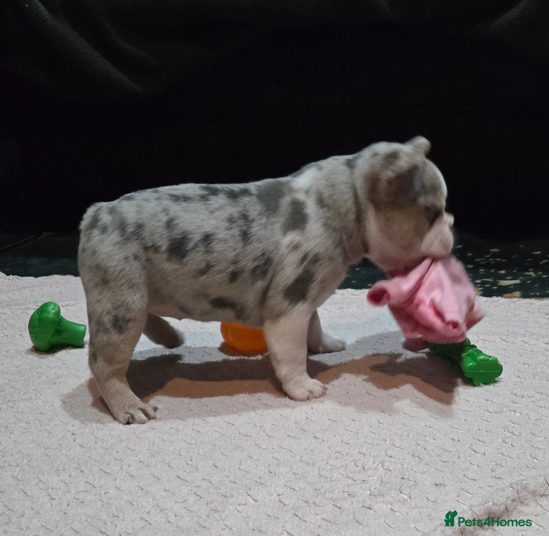 French Bulldog dogs for sale: French bulldog pups ready in 2 weeks - Advert 5