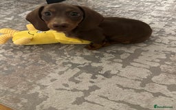 Miniature Dachshund dogs for sale: Miniature Dachshund Male Puppy Chocolate Tan - Advert 1