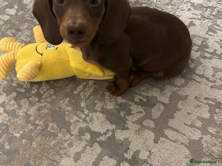 Miniature Dachshund dogs Miniature Dachshund Male Puppy Chocolate Tan - Advert 1