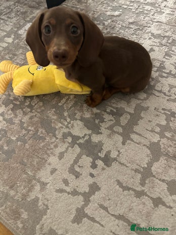 Miniature Dachshund dogs Miniature Dachshund Male Puppy Chocolate Tan - Advert 1