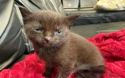 Domestic Shorthair cats for sale: 6 adorable kittens, healthy and playful 😍😻 - Image 15