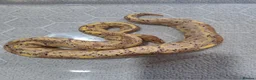 Python Snake reptiles for sale: Royal Python collection in Blackburn - Advert 7