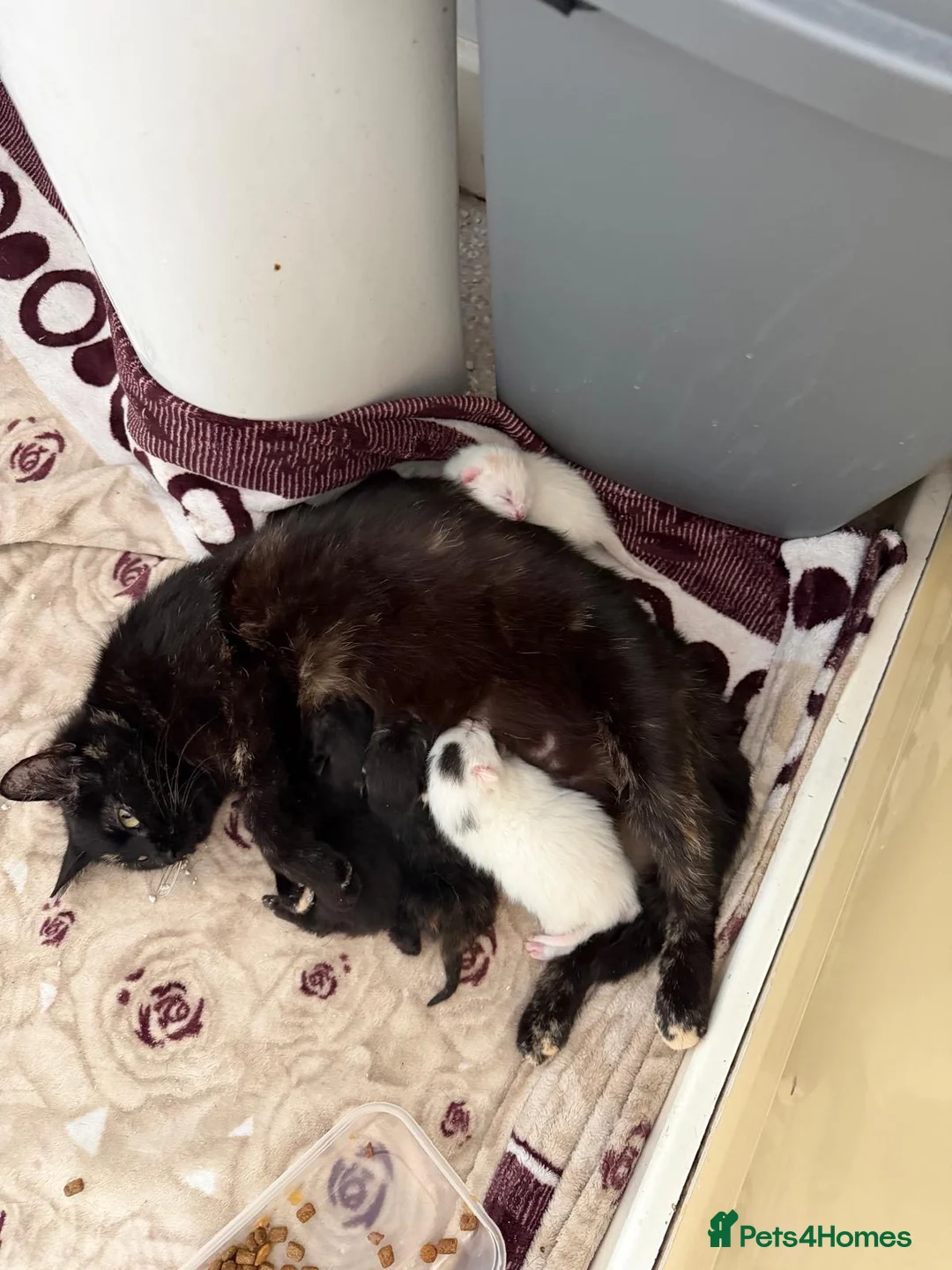 Mixed Breed cats for sale: Kittens 2 male  - Advert 9