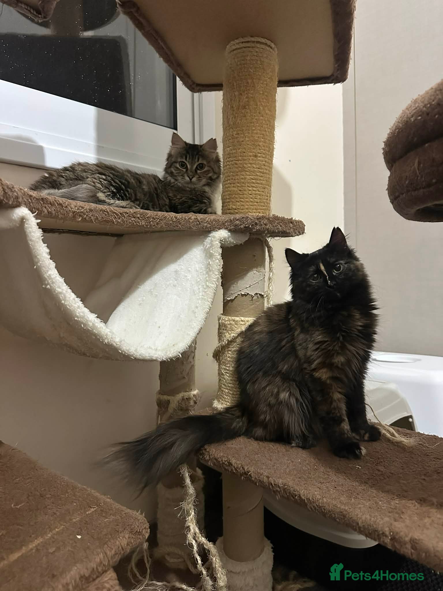 Mixed Breed cats Sasha and Nori the fluffy divas - Advert 1