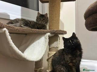 Mixed Breed cats Sasha and Nori the fluffy divas - Advert 17