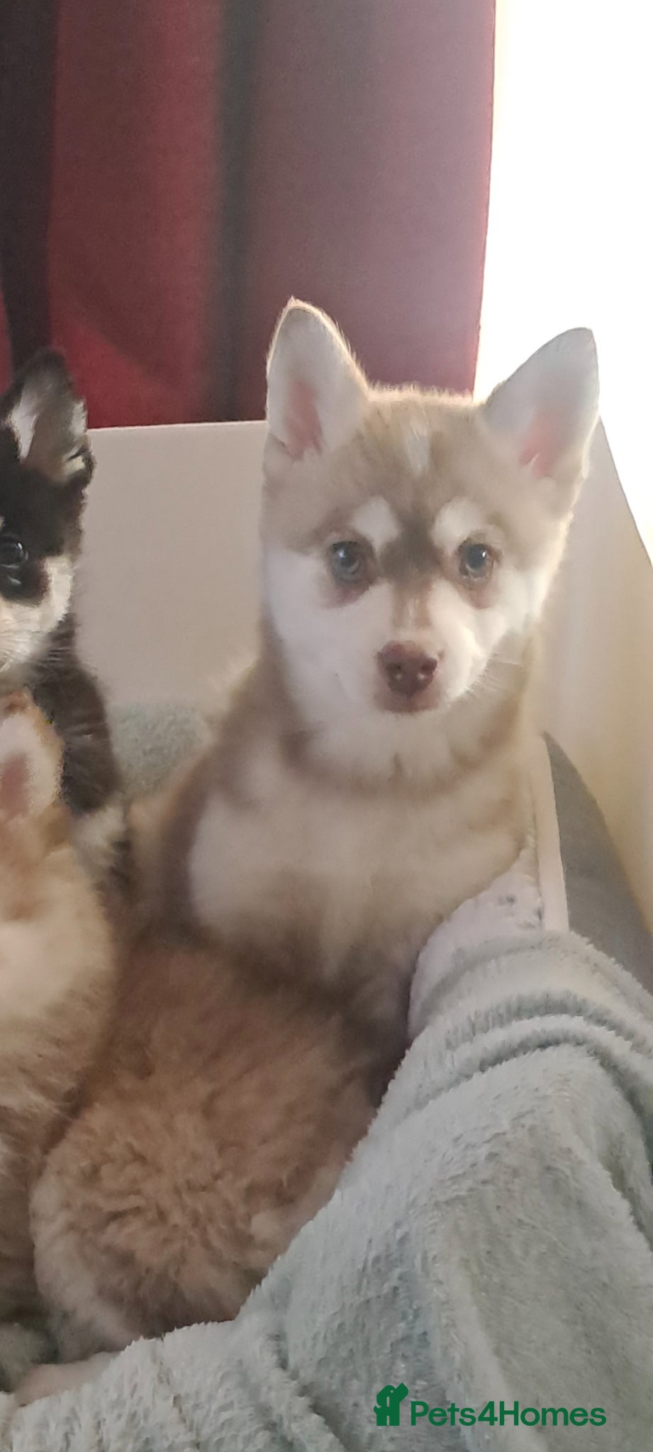 Pomsky dogs ❤️1 girl left Reduced F4 generation Toy sized - Advert 5