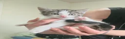 Mixed Breed cats for sale: Beautiful kittens for sale🩵 - Advert 6