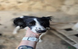 Cocker Spaniel dogs for adoption: Lena! - Image 2