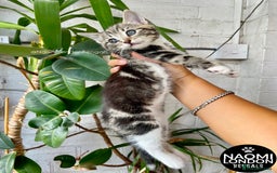 Mixed Breed cats for sale: ⭐️ BENGAL KITTEN FOR SALE! ⭐️ 🩷❤️🧡💛💚🩵💙💜 - Image 1