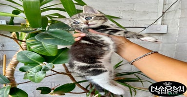 Mixed Breed cats - Advert 9