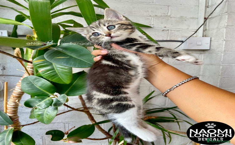 Mixed Breed cats - Advert 11